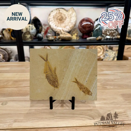 Reserve Green River Double Fish Fossil + Stand 4.6’’ - Fossil
