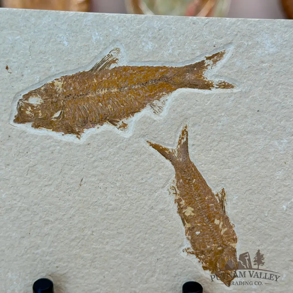 Green River Fish Fossil 4’’ + 3’’ - Fossil