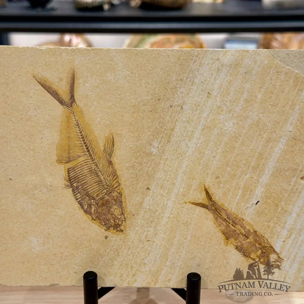 Reserve Green River Double Fish Fossil + Stand 4.6’’ - Fossil
