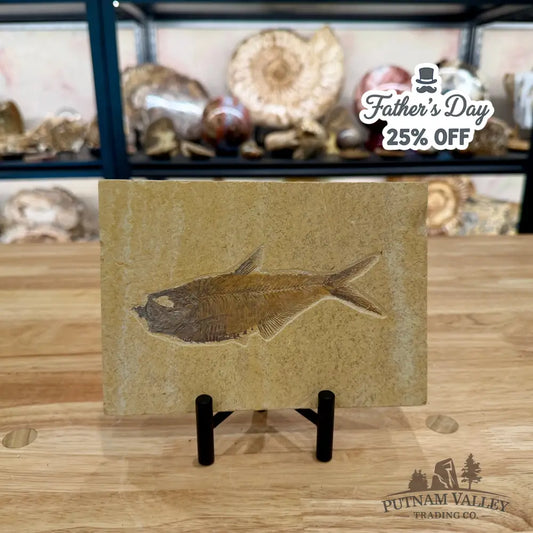 Reserve Green River Fish Fossil 5.4’’ - Fossil