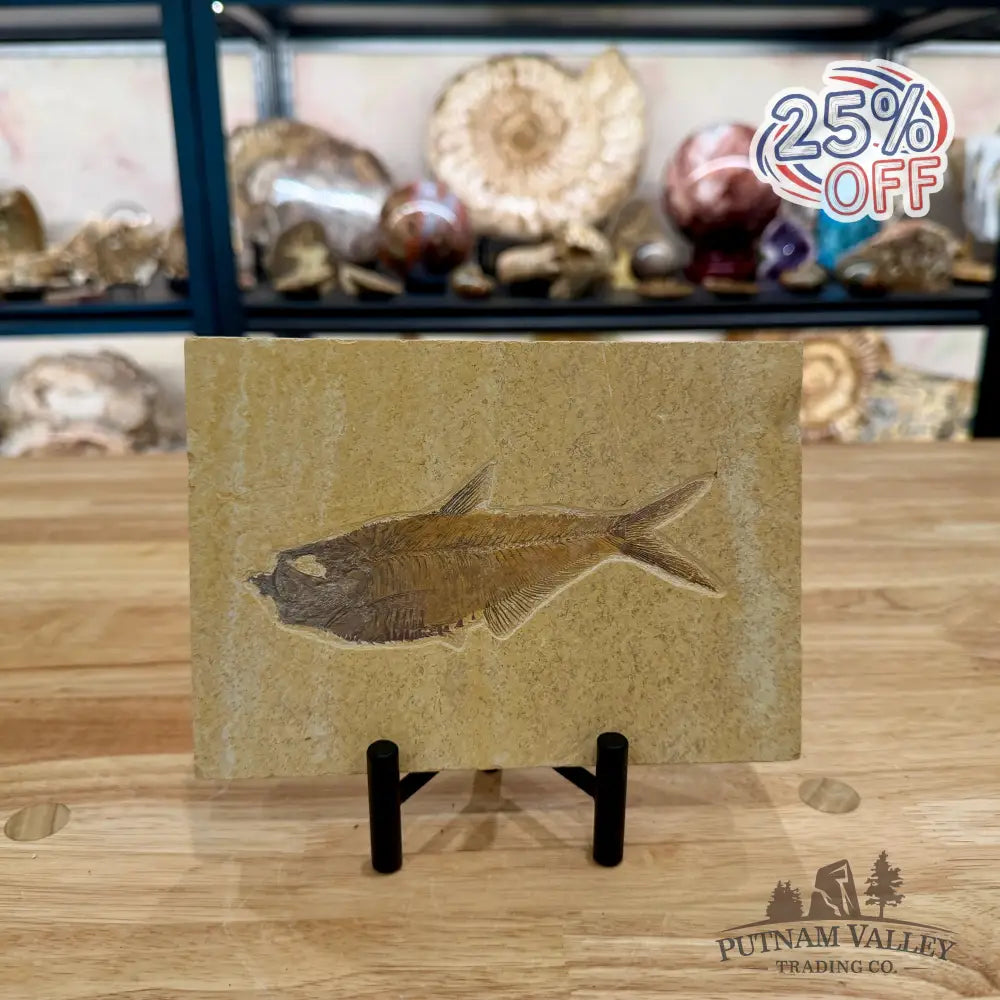 Reserve Green River Fish Fossil 5.4’’ - Fossil