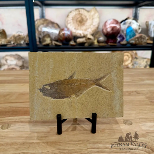 Reserve Green River Fish Fossil 5.4’’ - Fossil