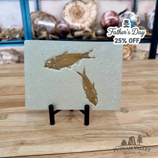 Green River Fish Fossil 4’’ + 3’’ - Fossil