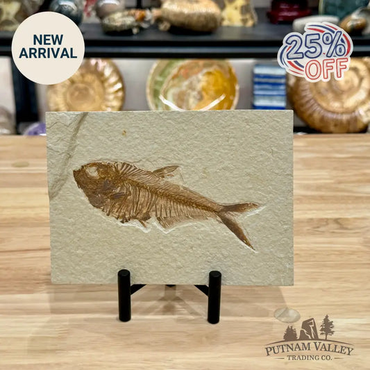 Reserve Green River Fish Fossil + Stand - Fossil