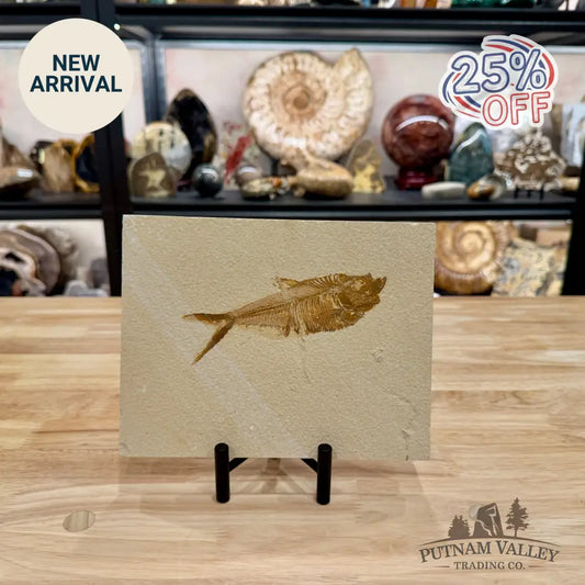 Reserve Green River Fish Fossil + Stand 5.3’’ - Fossil