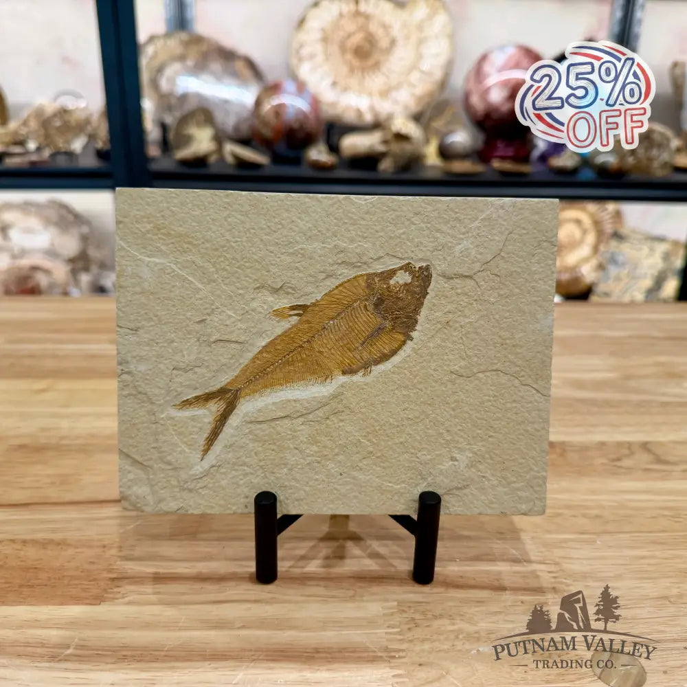 Reserve Green River Fish Fossil 4.75’’ - Fossil