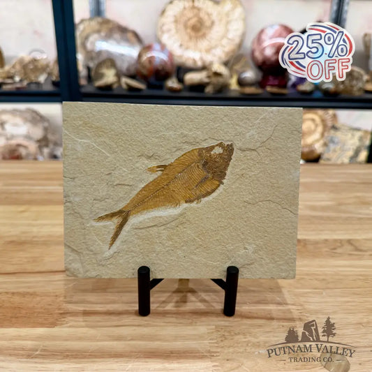 Reserve Green River Fish Fossil 4.75’’ - Fossil