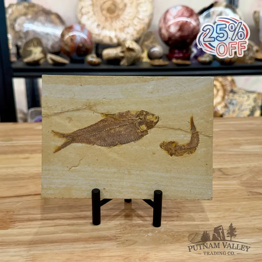 Reserve Green River Fish Fossil 4.75’’ + 2.5’’ - Fossil