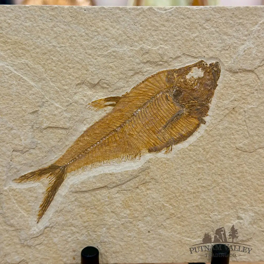 Reserve Green River Fish Fossil 4.75’’ - Fossil