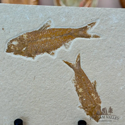 Green River Fish Fossil 4’’ + 3’’ - Fossil