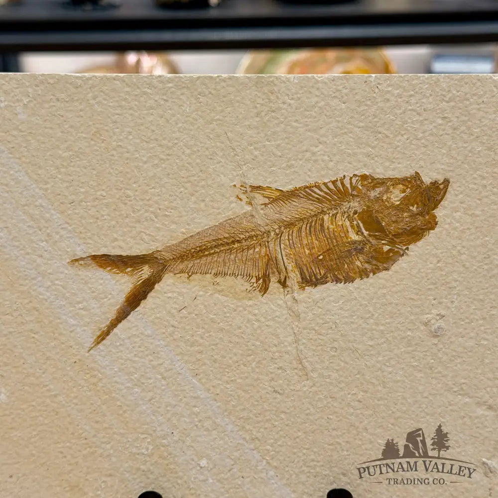 Reserve Green River Fish Fossil + Stand 5.3’’ - Fossil