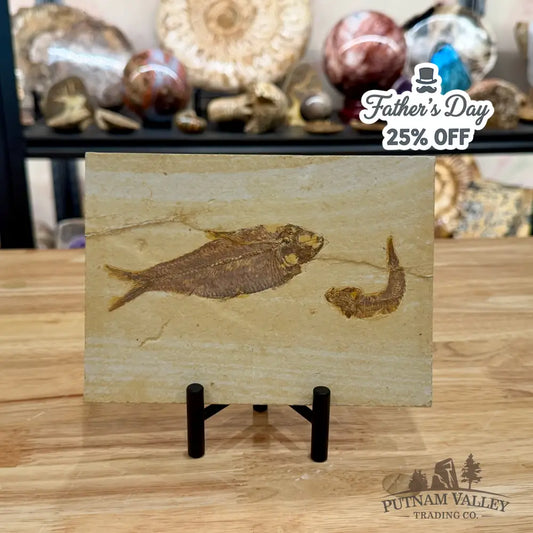 Reserve Green River Fish Fossil 4.75’’ + 2.5’’ - Fossil