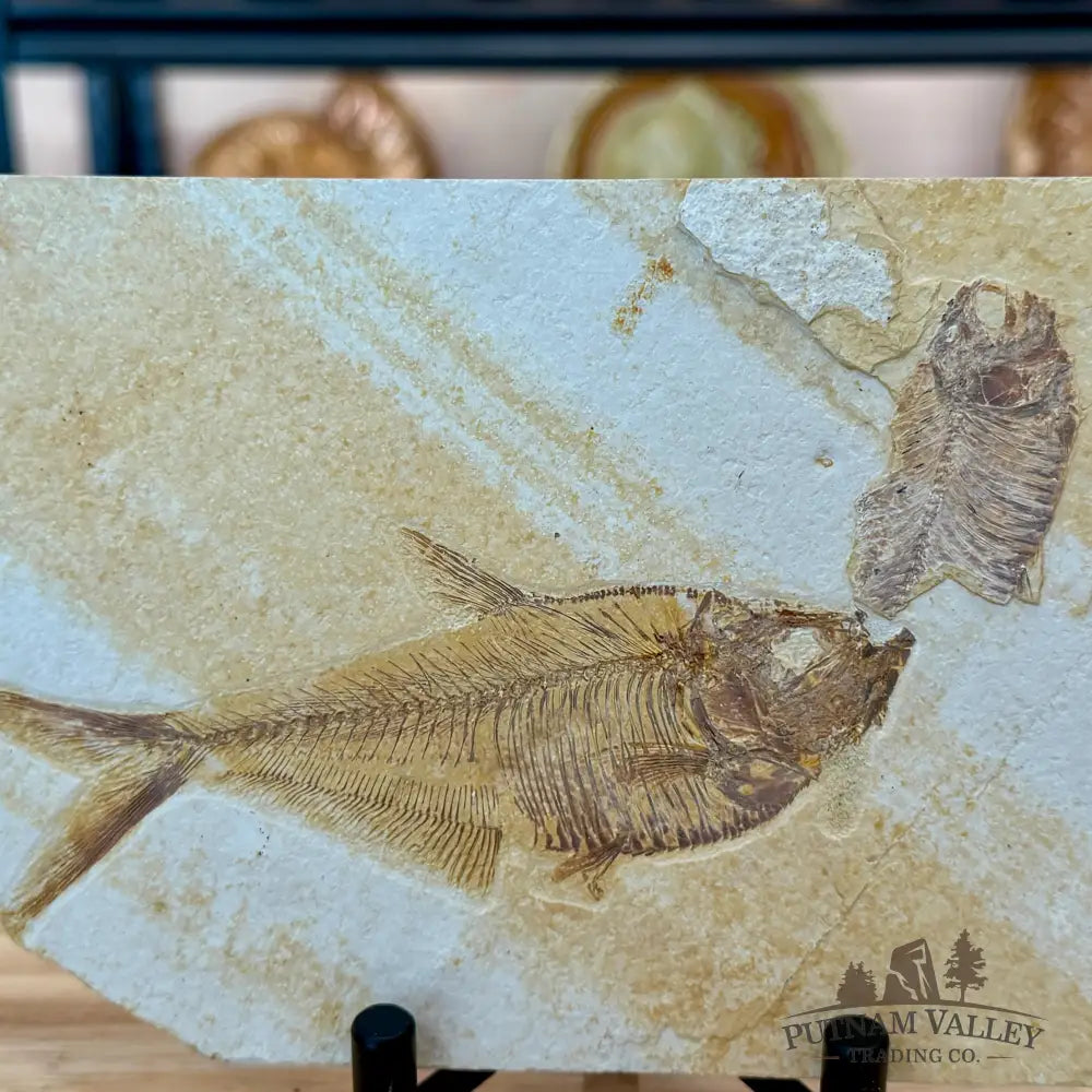 Reserve Green River Fish Fossil 5.25’’ - Fossil