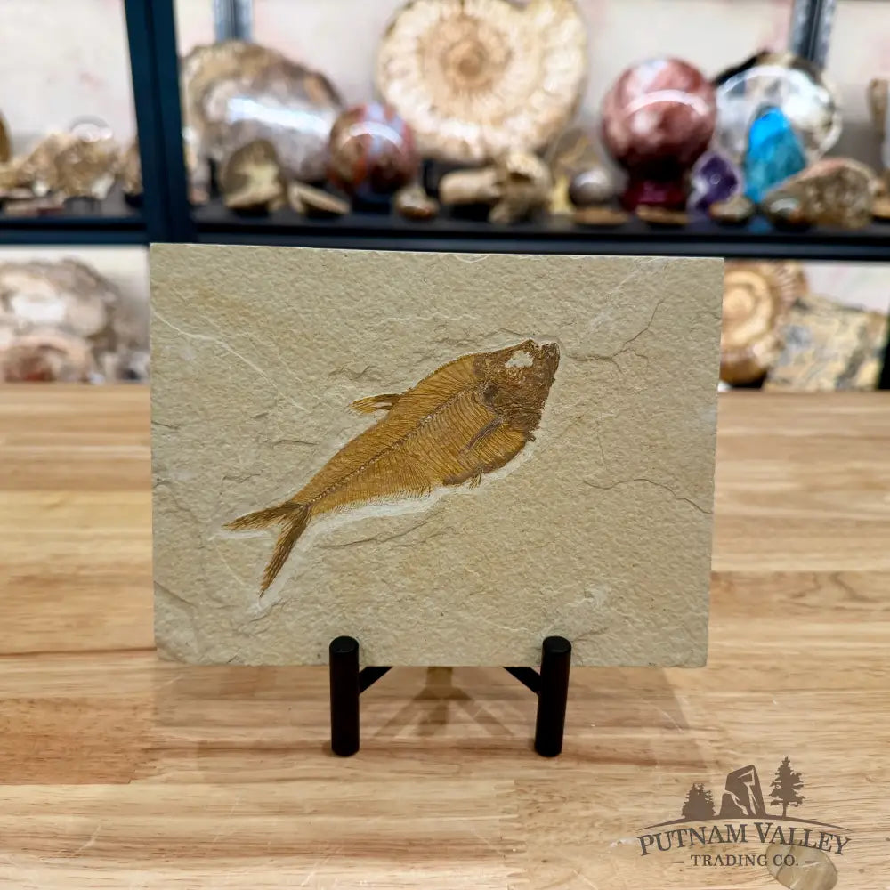 Reserve Green River Fish Fossil 4.75’’ - Fossil
