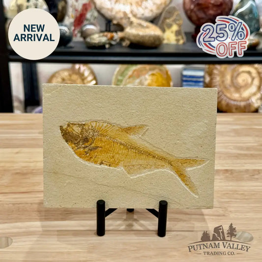 Reserve Green River Fish Fossil + Stand - Fossil