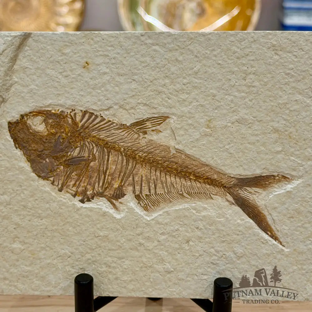 Reserve Green River Fish Fossil + Stand - Fossil