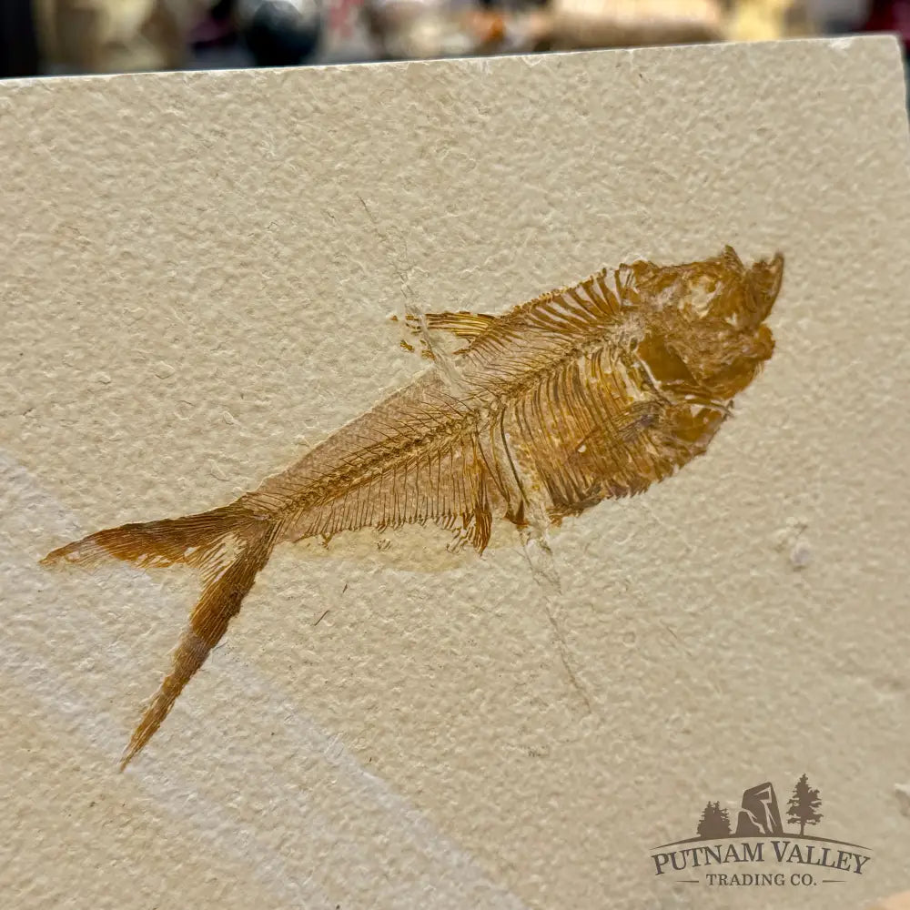 Reserve Green River Fish Fossil + Stand 5.3’’ - Fossil