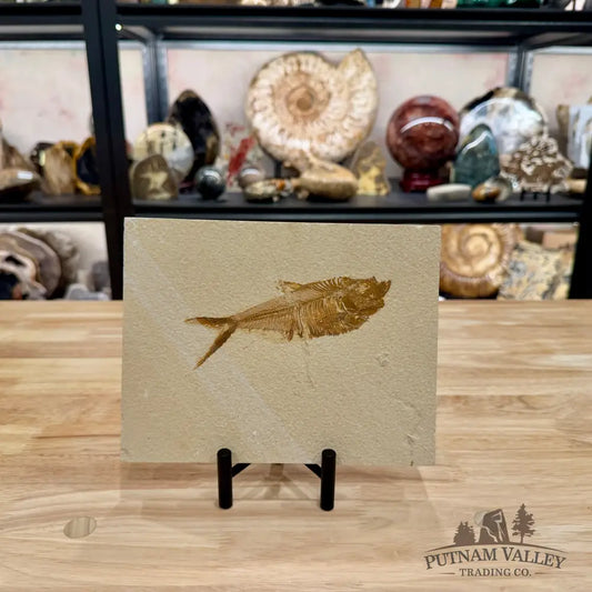 Reserve Green River Fish Fossil + Stand 5.3’’ - Fossil