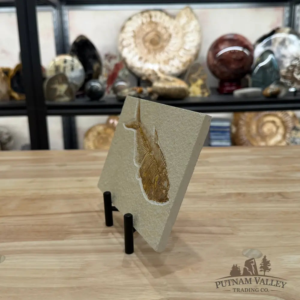 Reserve Green River Fish Fossil + Stand - Fossil
