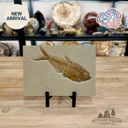 Reserve Green River Fish Fossil + Stand - Fossil