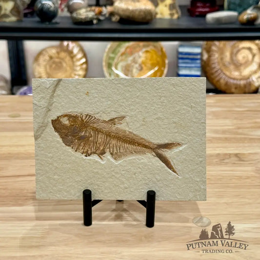 Reserve Green River Fish Fossil + Stand - Fossil