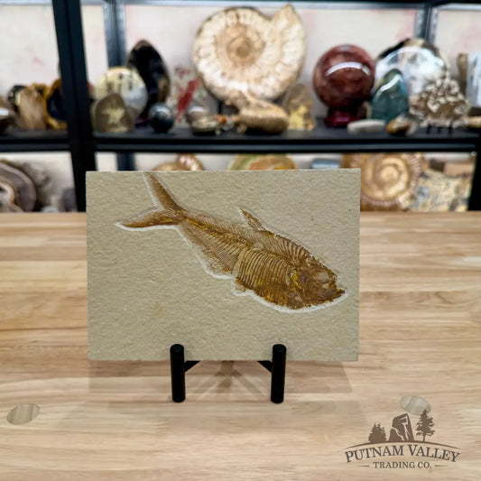 Reserve Green River Fish Fossil + Stand - Fossil