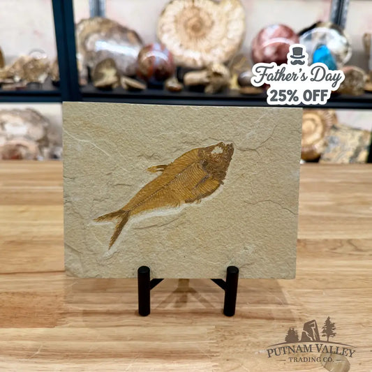 Reserve Green River Fish Fossil 4.75’’ - Fossil