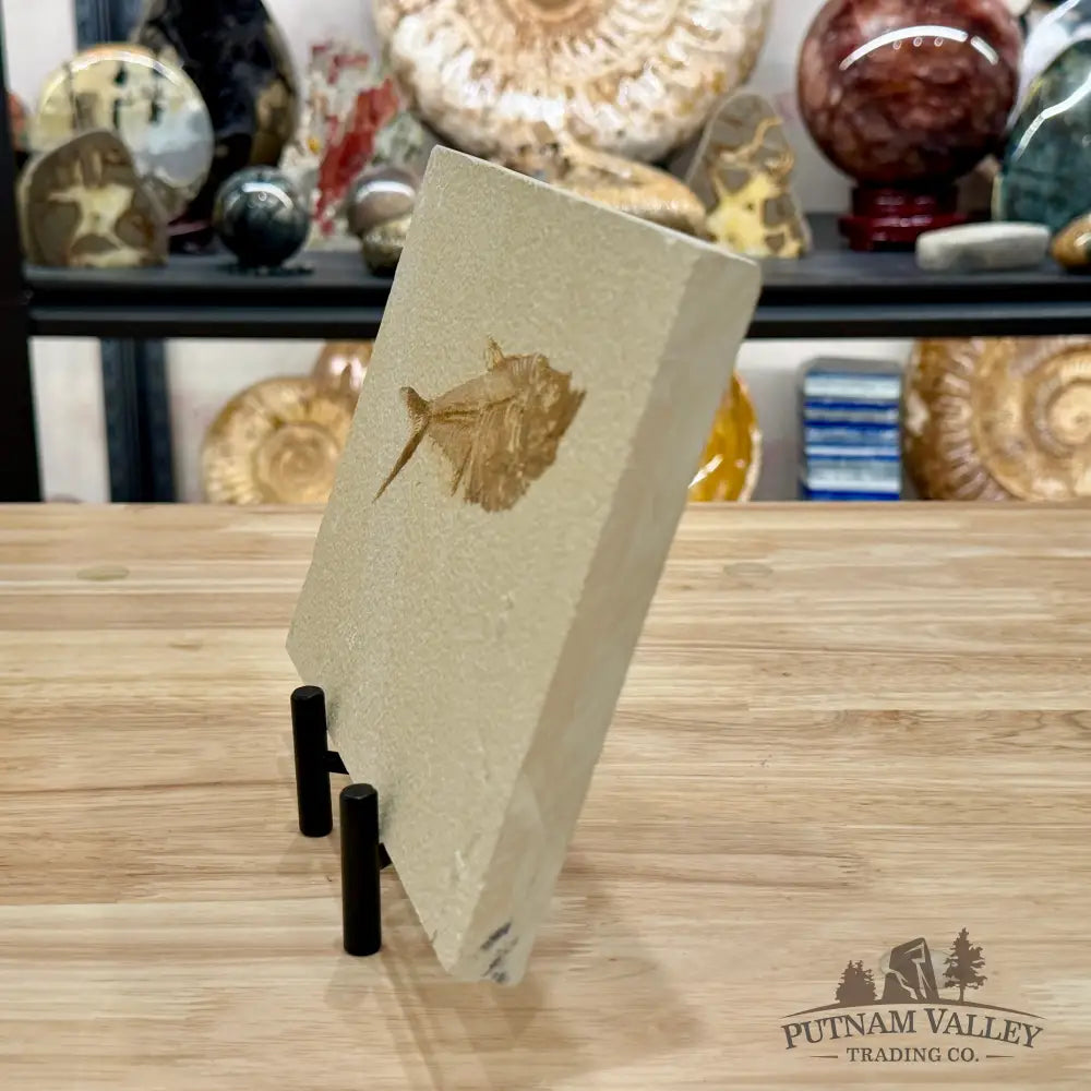 Reserve Green River Fish Fossil + Stand 5.3’’ - Fossil