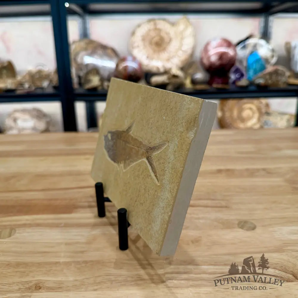 Reserve Green River Fish Fossil 5.4’’ - Fossil