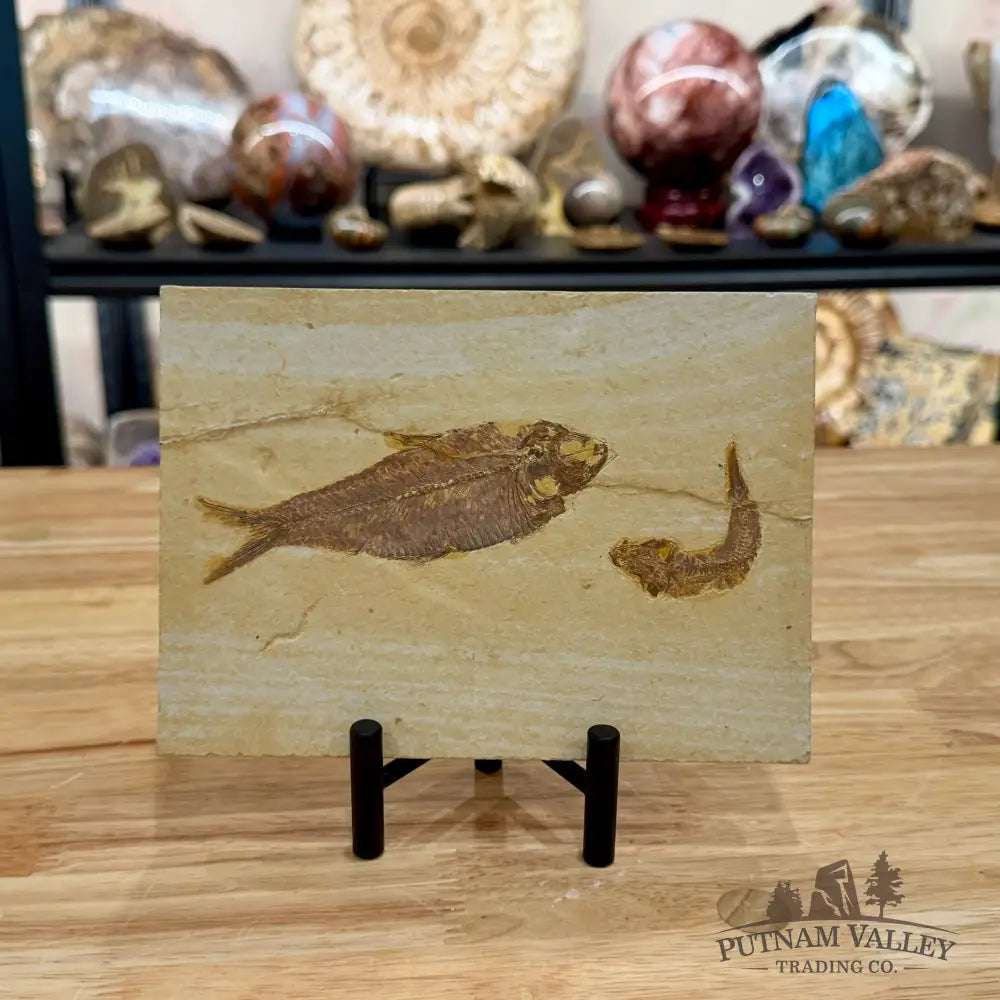 Reserve Green River Fish Fossil 4.75’’ + 2.5’’ - Fossil