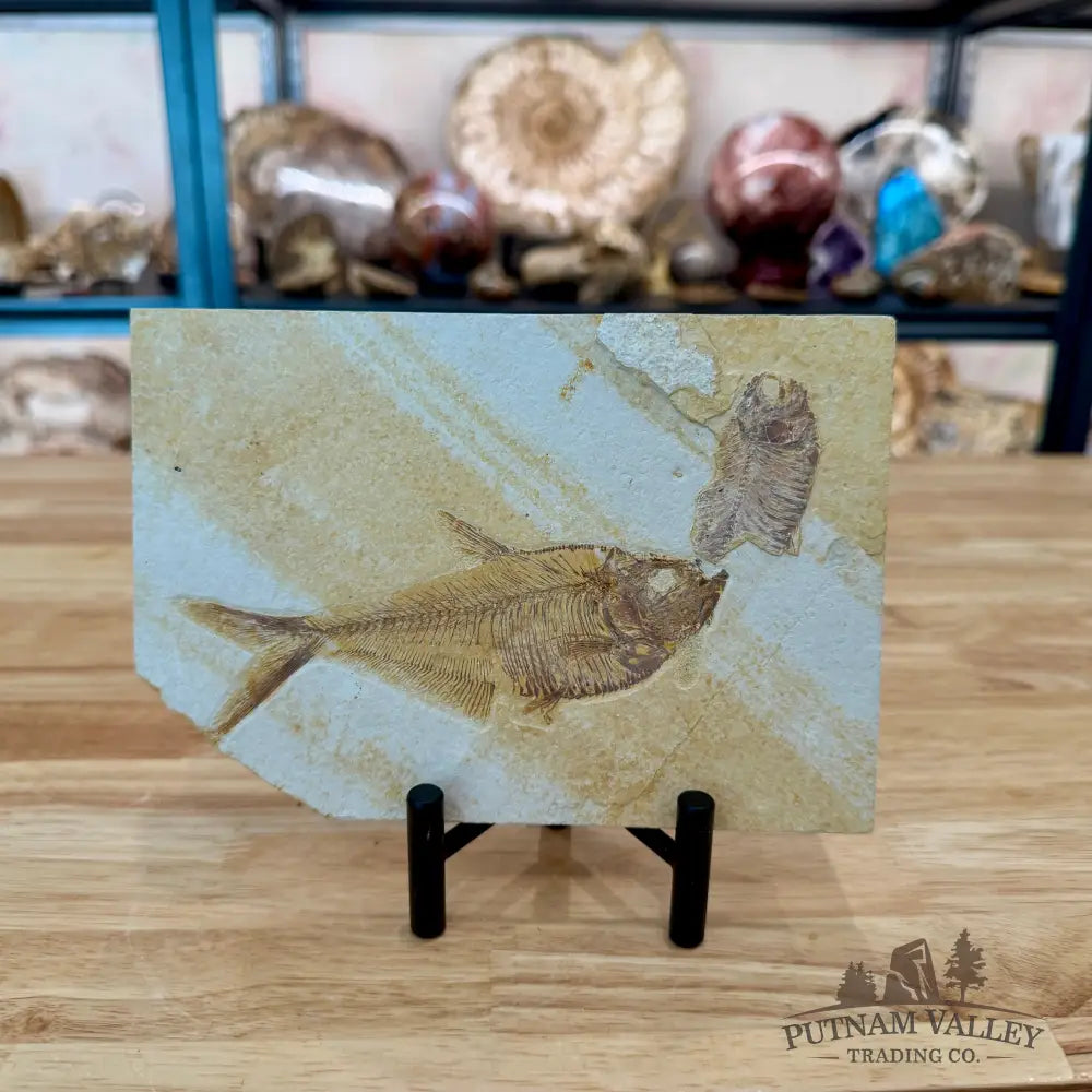 Reserve Green River Fish Fossil 5.25’’ - Fossil