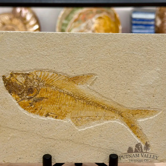 Reserve Green River Fish Fossil + Stand - Fossil