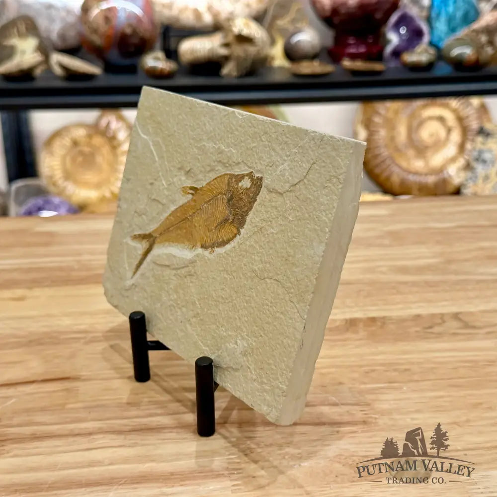Reserve Green River Fish Fossil 4.75’’ - Fossil