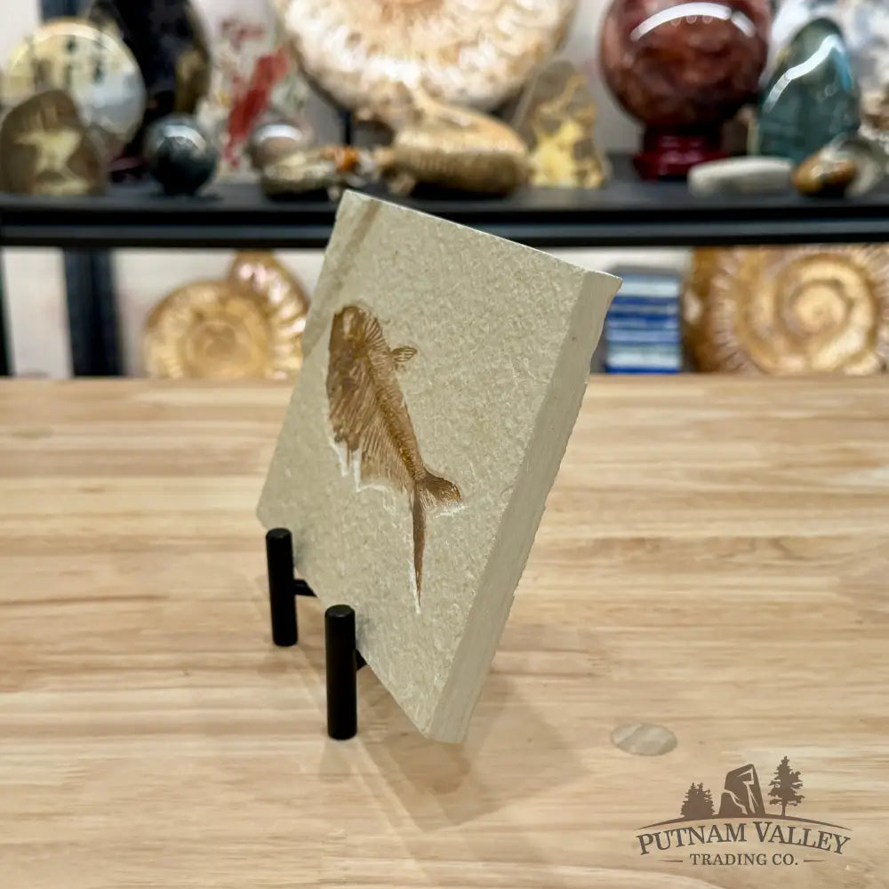 Reserve Green River Fish Fossil + Stand - Fossil