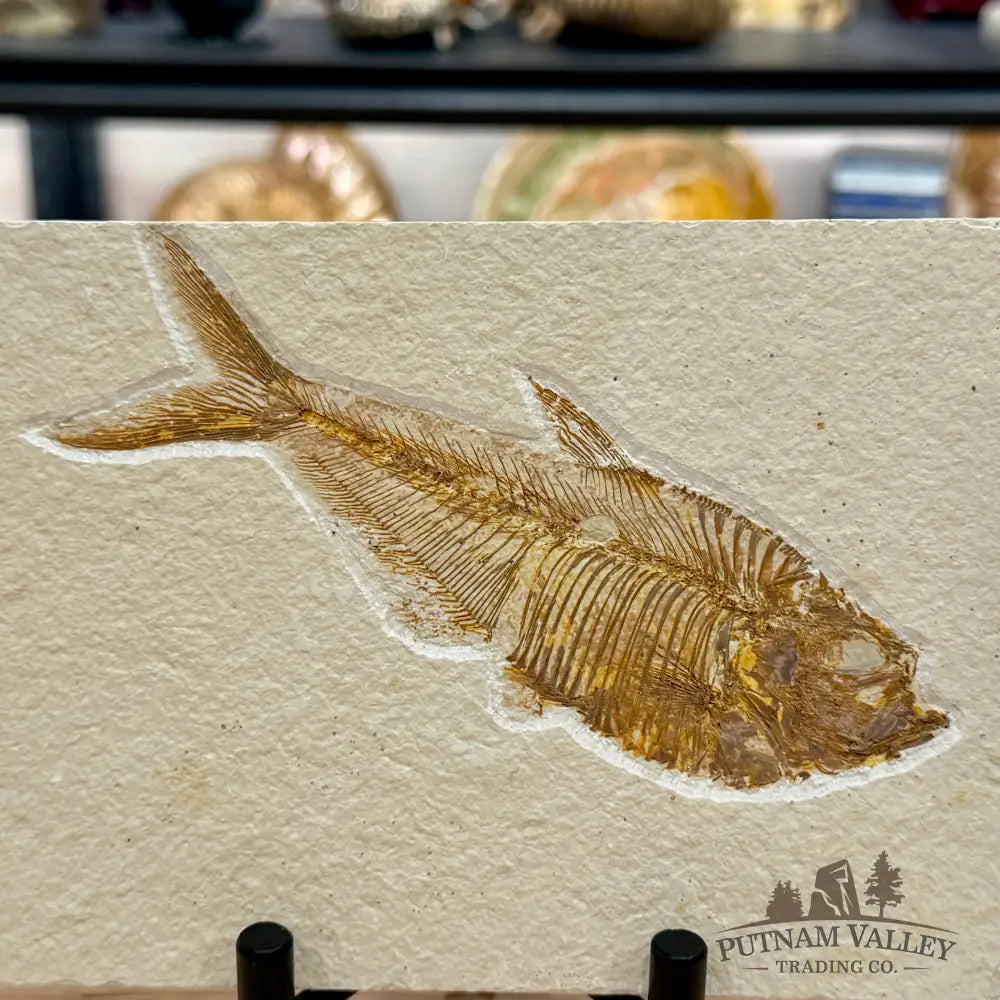 Reserve Green River Fish Fossil + Stand - Fossil