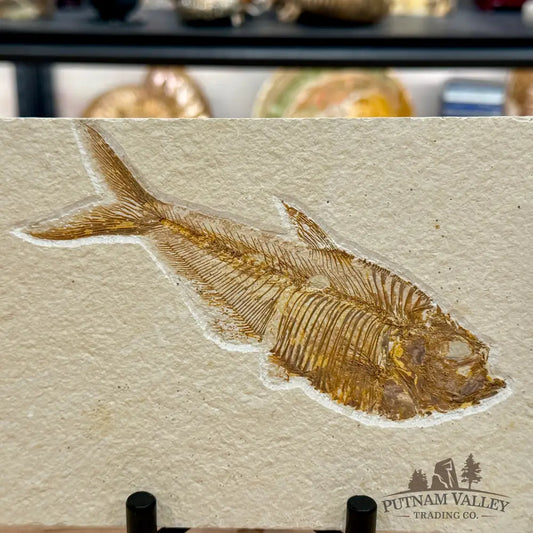 Reserve Green River Fish Fossil + Stand - Fossil
