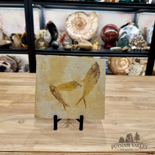 Reserve Green River Triple Fish Fossil + Stand - Fossil