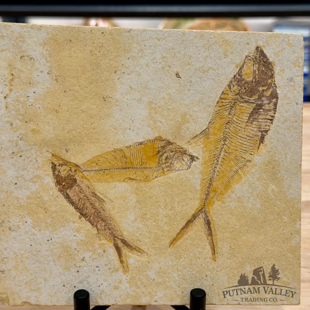 Reserve Green River Triple Fish Fossil + Stand - Fossil
