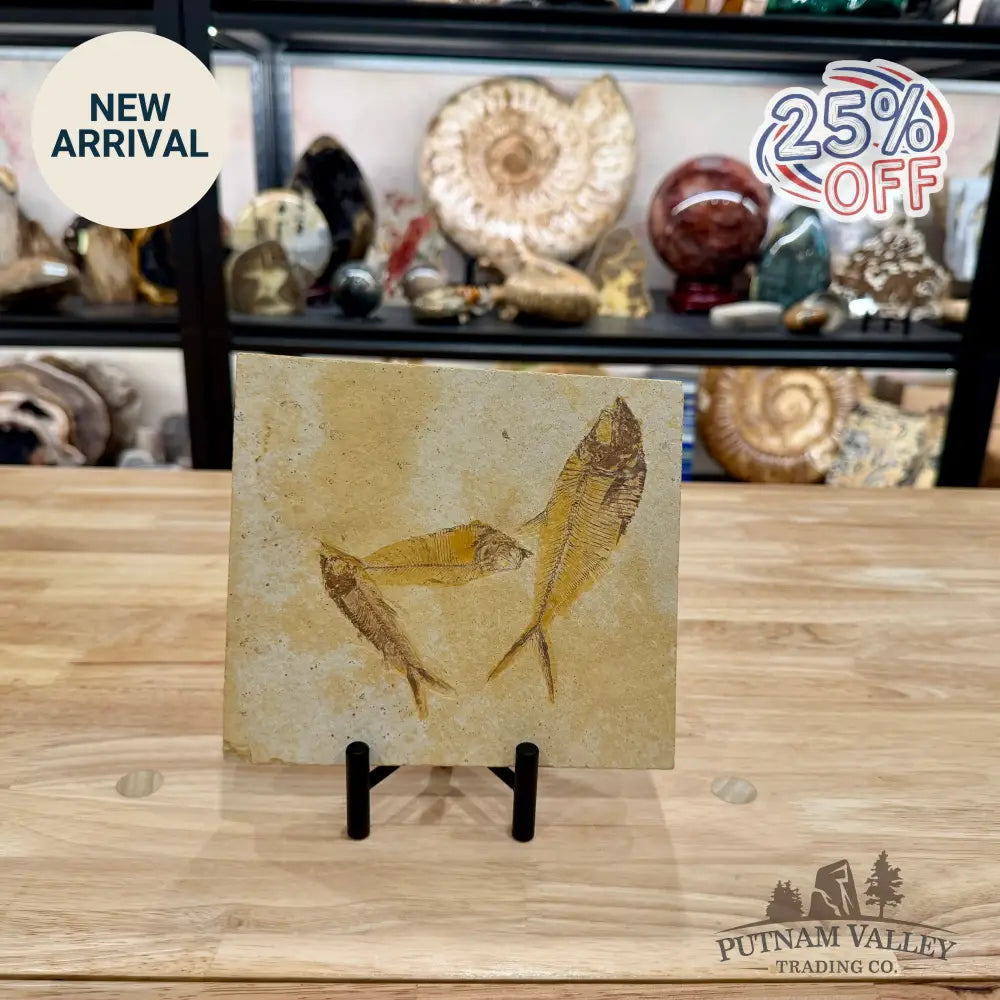 Reserve Green River Triple Fish Fossil + Stand - Fossil