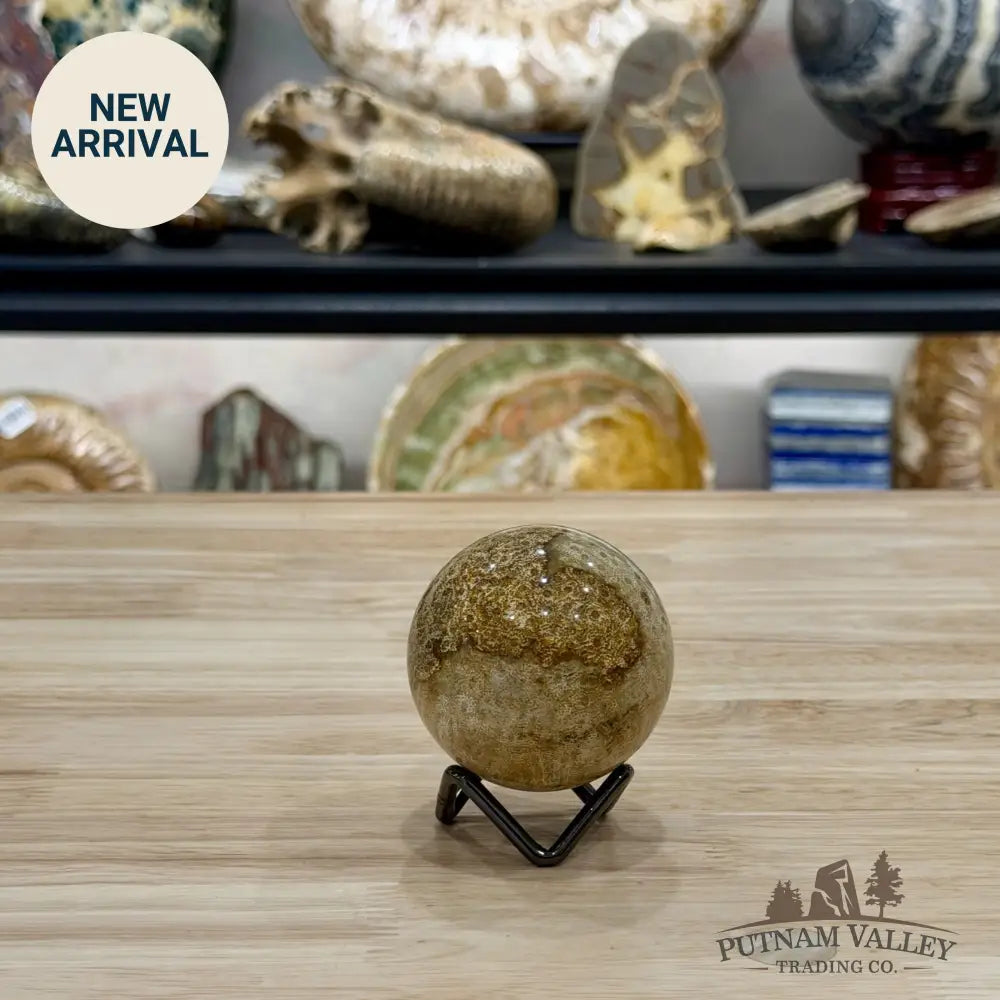 Reserve Indonesian Fossil Coral Sphere 2.28’’ - Sphere