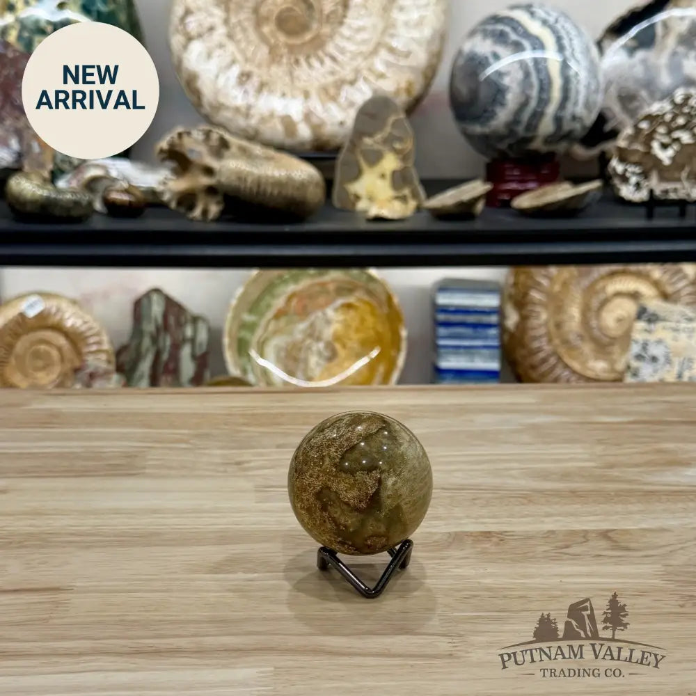 Reserve Indonesian Fossil Coral Sphere 2.37’’ - Sphere