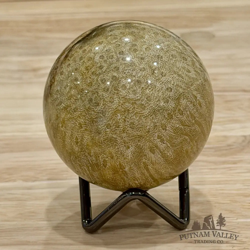 Reserve Indonesian Fossil Coral Sphere 2.49’’ - Sphere