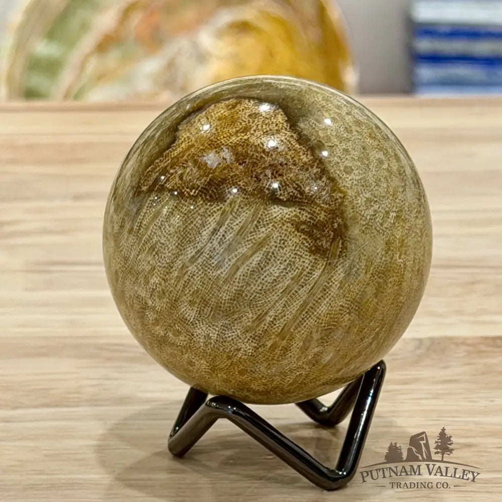 Reserve Indonesian Fossil Coral Sphere 2.49’’ - Sphere