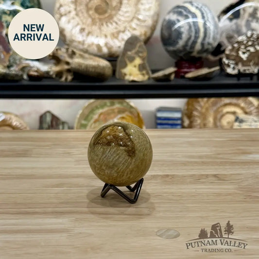 Reserve Indonesian Fossil Coral Sphere 2.49’’ - Sphere