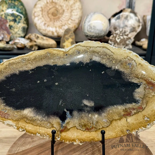 Reserve Indonesian Petrified Palmwood Slab 14.25’’ - Slab