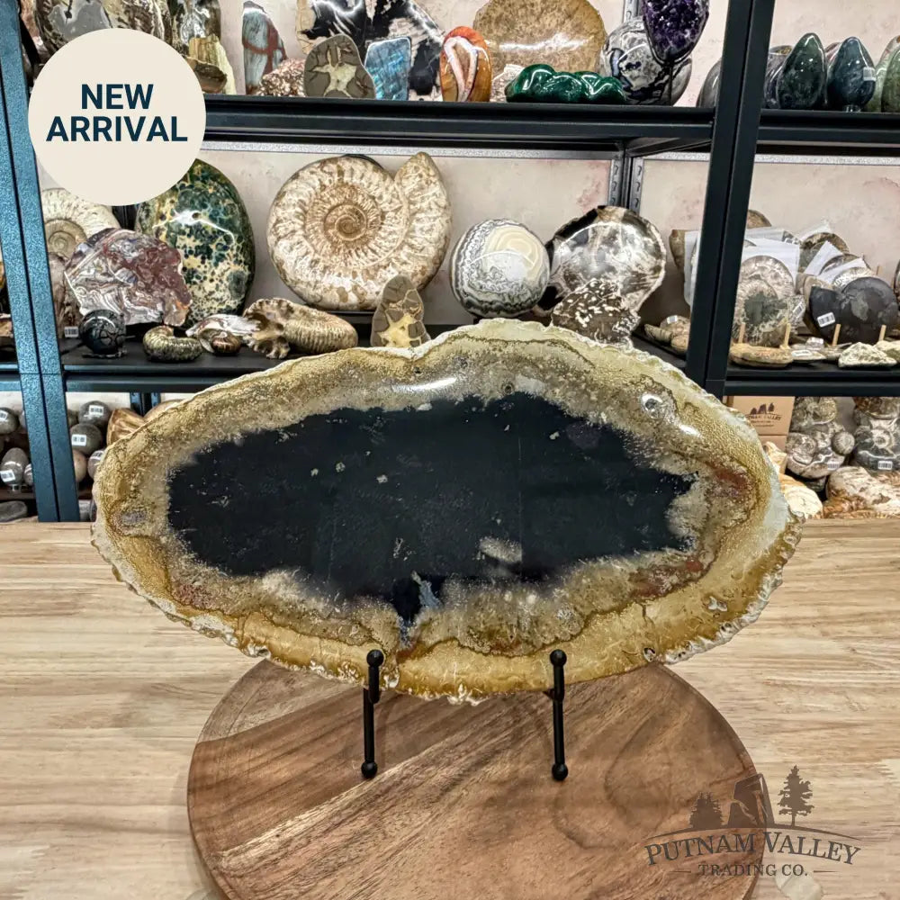 Reserve Indonesian Petrified Palmwood Slab 14.25’’ - Slab
