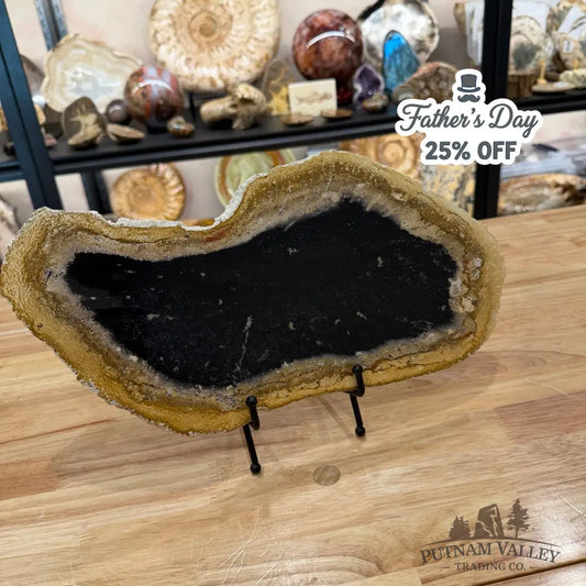 Indonesian Petrified Palmwood Slab 14.4’’ - Slab