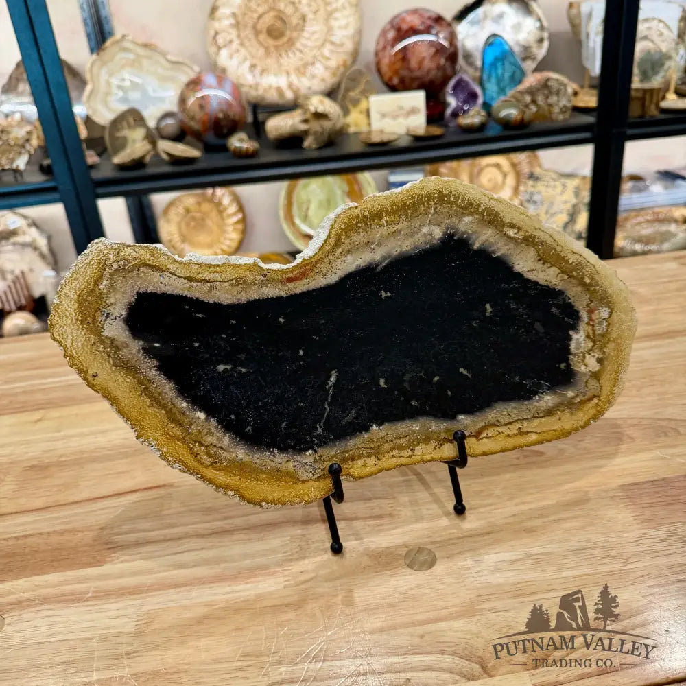 Indonesian Petrified Palmwood Slab 14.4’’ - Slab
