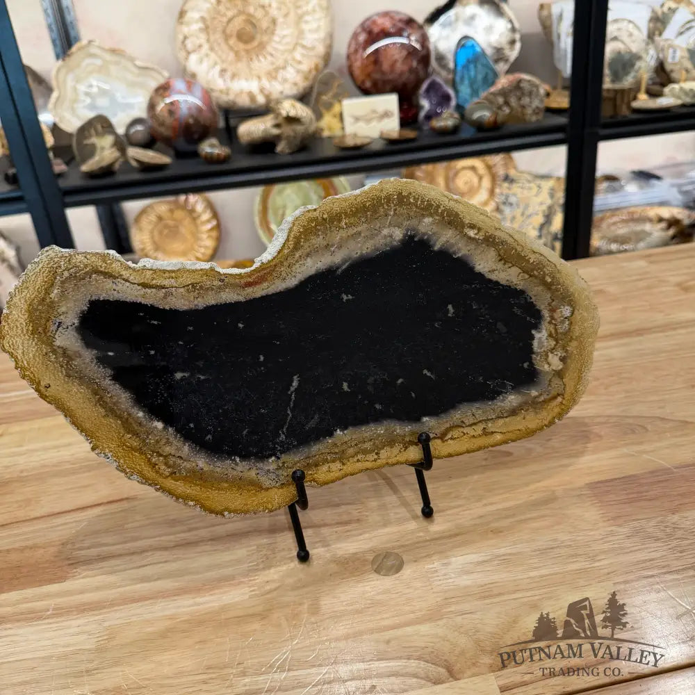 Indonesian Petrified Palmwood Slab 14.4’’ - Slab