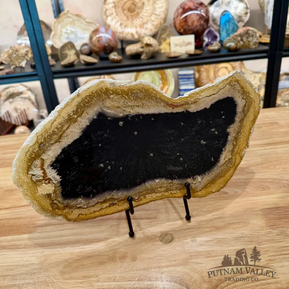 Indonesian Petrified Palmwood Slab 14.4’’ - Slab